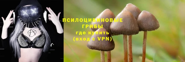 PSILOCYBIN Белокуриха